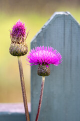 thistle and a fragment of a wooden fence close-up