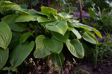 green hosta bush in the garden
