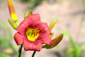 Fototapeta premium ヘメロカリス 