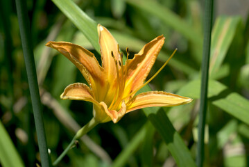 Obraz premium ヘメロカリス 