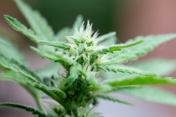 CBD