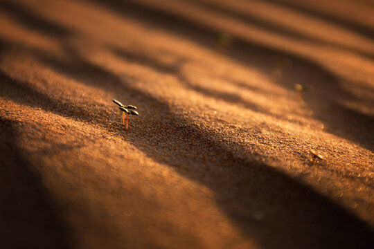 Life in Desert - UAE