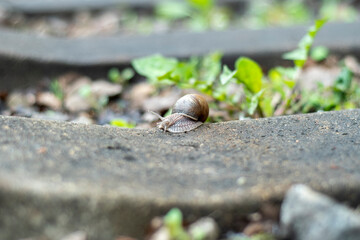 Close-up of a snail on a railway sleeper