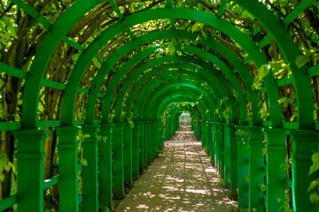 A long green garden tunnel for climbing plants. A row of wooden gates entangled with plants