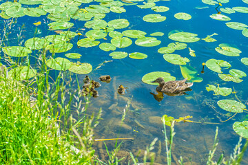 A duck with ducklings swims in a pond with water lily leaves.