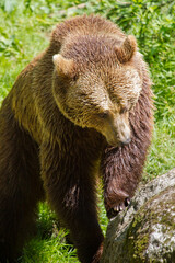 Braunbär (Ursus arctos)