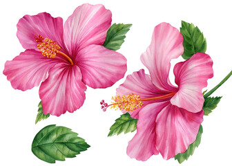 Pink hibiscus flowers on an isolated white background, watercolor botanical illustration, tropical flora