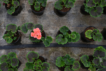 Top vew of drip irrigation system in greenhouse. Cultivation of flowers in a greenhouse. Green plants in pots