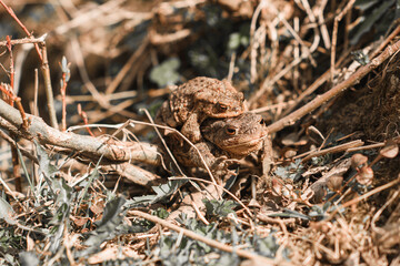 lizard on the ground