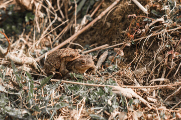 wild boar in the forest