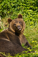 Braunbär (Ursus arctos) im Wald
