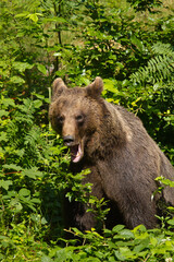 Braunbär (Ursus arctos) im Wald