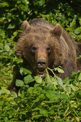 Obraz na płótnie Canvas Braunbär (Ursus arctos) im Wald