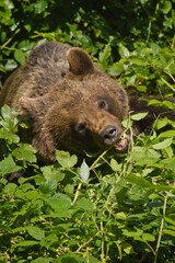 Braunbär (Ursus arctos) im Wald