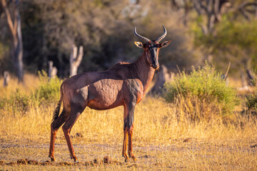 Rote Kuhantilope im Okavangodelta in Botswana, Südafrikanische Kuhantilope im Naturpark