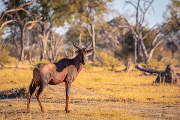 Rote Kuhantilope im Okavangodelta in Botswana, Südafrikanische Kuhantilope im Naturpark