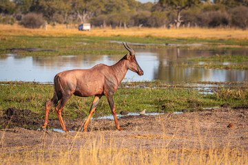 Rote Kuhantilope im Okavangodelta in Botswana, Südafrikanische Kuhantilope im Naturpark