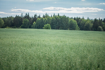 Blooming farmer's field of cultivated plants.