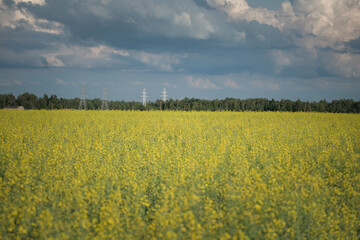 Blooming farmer's field of cultivated plants.