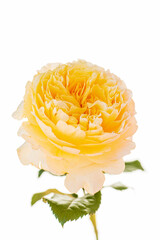 single rose in the vase