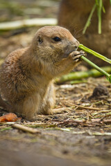 Schwarzschwanz-Präriehund (Cynomys ludovicianus)