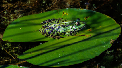 Frosch
