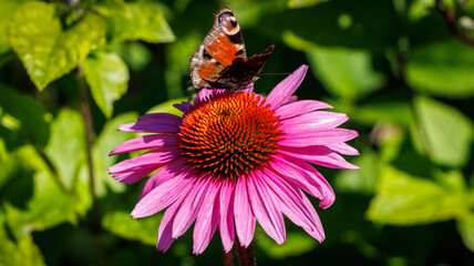 Scmetterling auf Blume