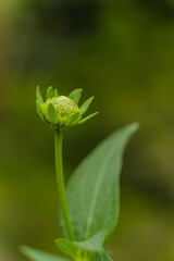 Single flower bud, isolated against natural garden background, shot in early morning sunlight 
