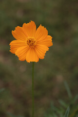 A single golden yellow flower photographed in portrait orientation, against it's natural garden background in early morning sunlight.