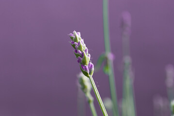 Lavender flowers on a purple background close up
Nature background. Summer wallpaper. Space for text