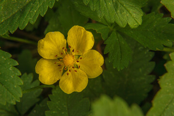 Yellow "Cinquefoil" flower (or Fingerkraut) in St. Gallen, Switzerland. Its Latin name is Potentilla Eriocarpa (Syn Potentilla Davidii), native to Himalayas Moldova
