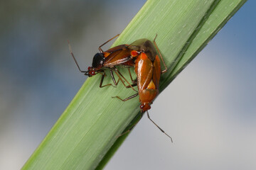 Accouplement de punaises prédatrices (Deraeocoris ruber)
