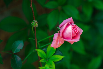 On a green unopened rose bud, a leafy pink aphid (Chaetosiphon tetrarhodus) next to a blooming scarlet rose bud, natural pests of roses