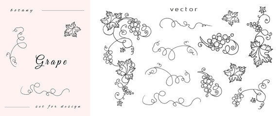 Handmade grapes, berries from leaves and branches of curls. Set of close-up vines, leaves, berries. Vintage engraving for designer wine. Black and white pictures on a white background.