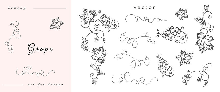 Handmade grapes, berries from leaves and branches of curls. Set of close-up vines, leaves, berries. Vintage engraving for designer wine. Black and white pictures on a white background.