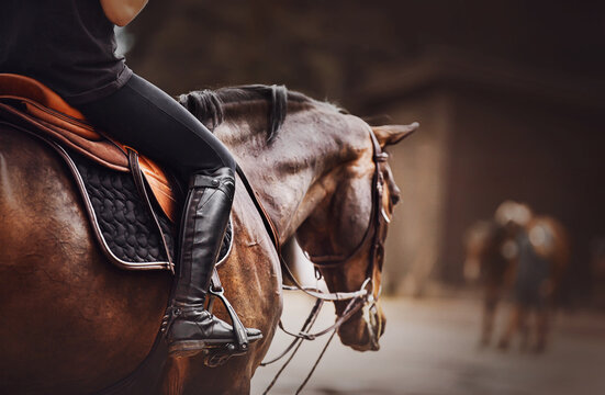 A rider is sitting on a bay horse in the saddle. Equestrian sports. Horse riding. Horse ammunition.