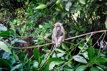Monkey At Mangrove Swamp, Jakarta, Indonesia