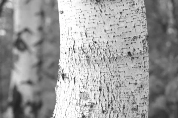 Deurstickers Beautiful birch trees with white birch bark in birch grove with green birch leaves in summer © yarbeer