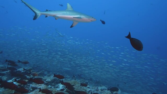 Hunting grey reef sharks in a school of jacks, goggle eye fish and snappers at the tropical coral reef of the atoll of Fakarava, French Polynesia - slow motion shot