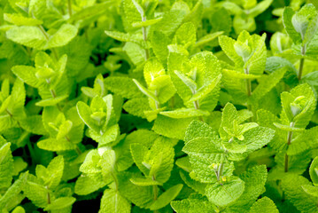 ミント © SHIMAshima