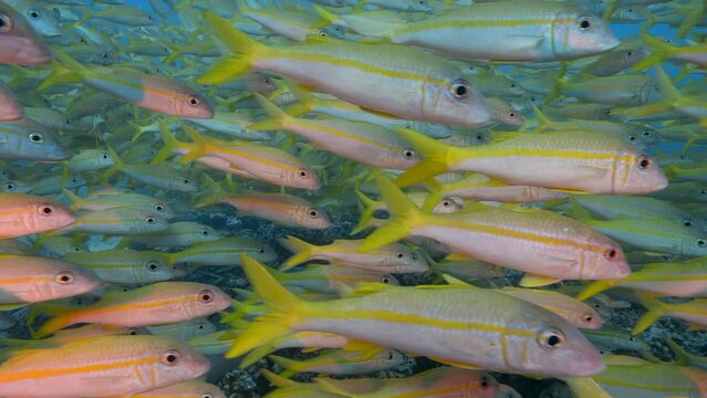 Close slow motion shot of big school of goatfish at the tropical coral reef of Fakarava, French Polynesia