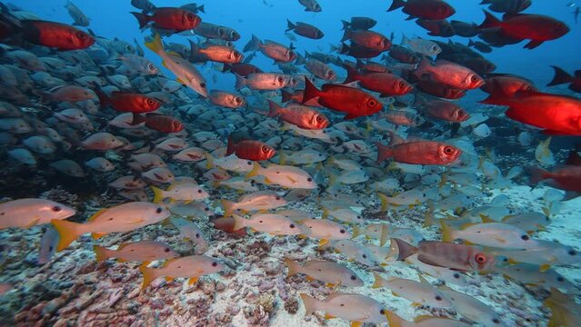 Beautiful close and slow motion shot of a big school of red goggle eye fish and snappers on a tropical reef at the atoll of Fakarava in French Polynesia