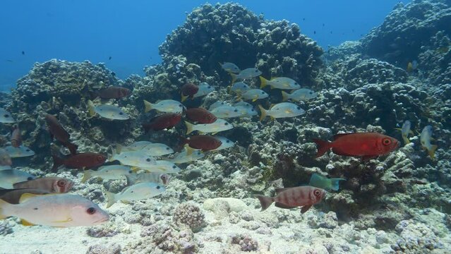 School of goggle eye fish and snappers at the tropical coral reef of the atoll of Fakarava, French Polynesia - slow motion shot
