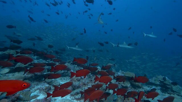 Hunting grey reef sharks in a school of jacks, goggle eye fish and snappers at the tropical coral reef of the atoll of Fakarava, French Polynesia - slow motion shot