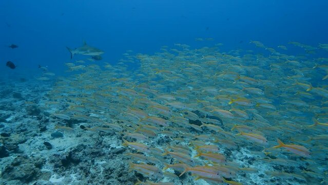 Grey reef shark swims through a big school of goatfish at the tropical coral reef of Fakarava, French Polynesia