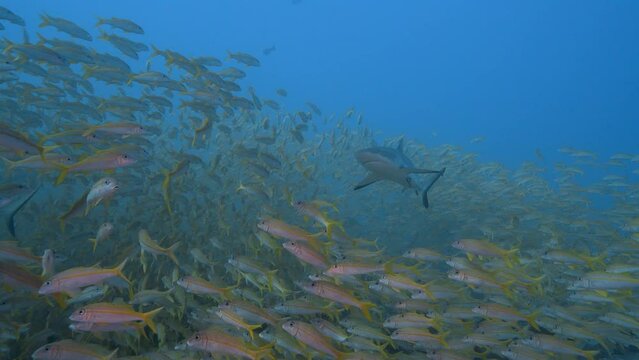 Grey reef shark appears in the middle of a big school of goatfish at the tropical coral reef of Fakarava, French Polynesia