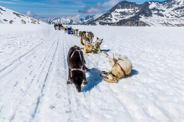 An Alaskan Huskies dog team paused after a run on the Denver glacier close to Skagway, Alaska in...