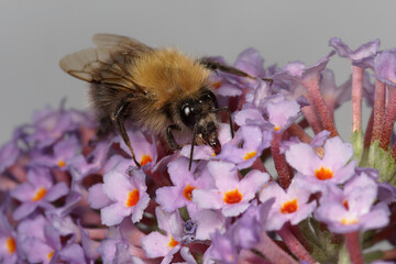 Bourdon (Bombus) butinant sur une inflorescence de l'arbre aux papillons (Buddleja davidii)