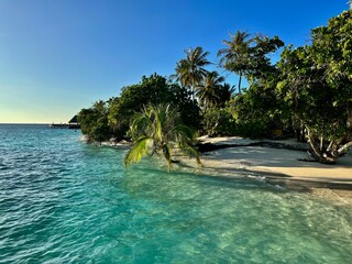 Pflanzen und Palmen auf Bandos - Malediven