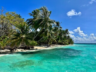 Fototapeta na wymiar Pflanzen und Palmen auf Bandos - Malediven